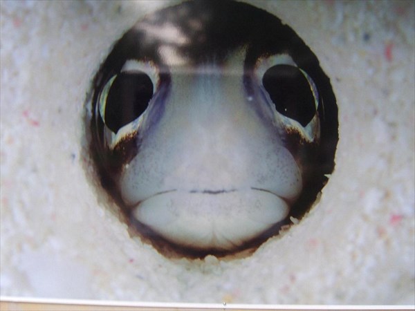 045-Острозубый морской угорь выглядывает из круглой норки